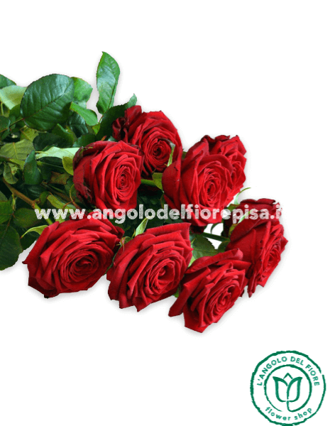 9 ROSE ROSSE Amore & Prestigio